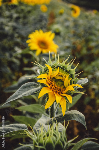 sunflower in the garden