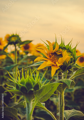 sunflower in the field
