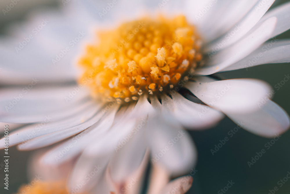 close up of daisy