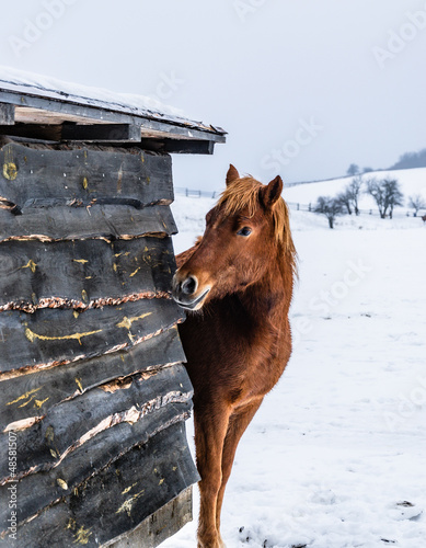horse in winter