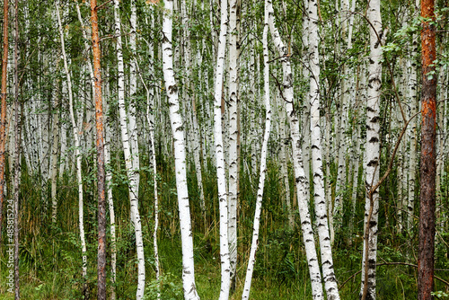 background of young birches. young trees forest