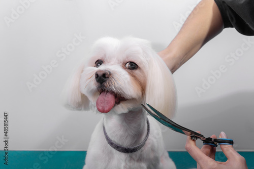 Professional groomer takes care of Maltese lapdog in animal beauty salon.