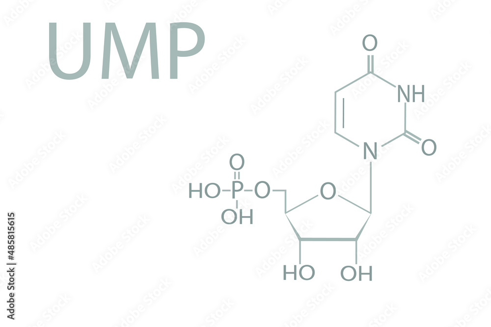 Uridine monophosphate nucleotide (uridylic acid ) molecular skeletal chemical formula.