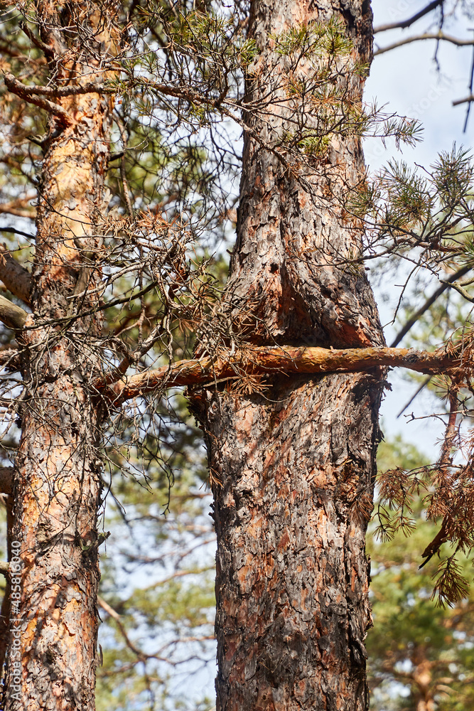 Fototapeta premium trunk of a pine tree bypassing a branch of another tree