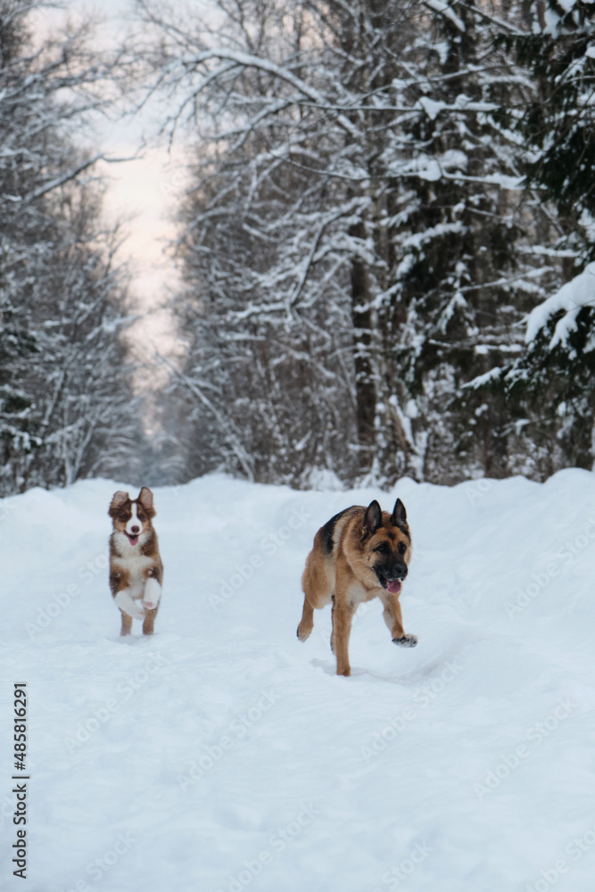 Active and energetic walk with two dogs in winter park. Two friends German and Australian Shepherds are quickly running forward along snowy forest road. Ears fly from movement and speed. Active and energetic walk with two dogs in winter park. Two friends German and Australian Shepherds are quickly running forward along snowy forest road. Ears fly from movement and speed.