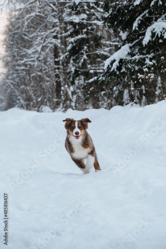 Australian Shepherd red tricolor is young dog happy and energetic on walk in park. Aussie puppy runs along snowy winter forest road and ears fly in different directions from wind and speed.