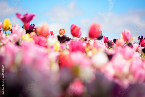 tulips in spring © Eunkyung