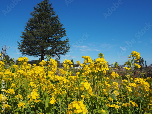 the beautiful rape flower fields in japan