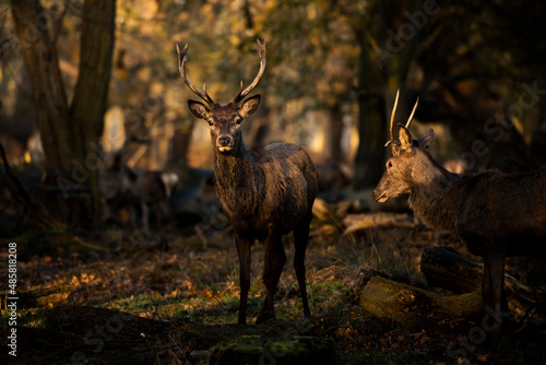 British wildlife scene, of a beautiful male Red Deer stag (cervus elaphus) in a woodland landscape at sunrise in beautiful light, background with copy space © Matthew