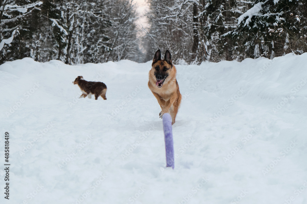 Red and black German Shepherd is running fast along snowy forest road and trying to reach blue round toy rolling ahead. Active and energetic walk with dog in winter park. Aussie puppy walks behind.