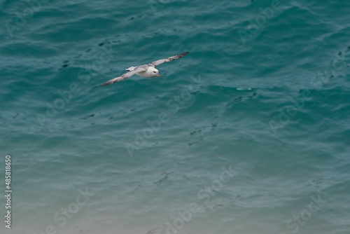 Seagull on Skomer Island, Pembrokeshire Coast National Park, Wales, United Kingdom
