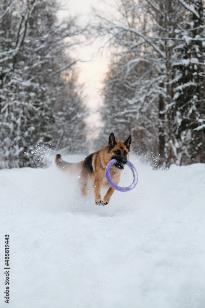 Active and energetic walk with dog in winter park. Outdoor games. Red and black German Shepherd is running fast along snowy forest road with blue round toy in teeth. Active and energetic walk with dog in winter park. Outdoor games. Red and black German Shepherd is running fast along snowy forest road with blue round toy in teeth.