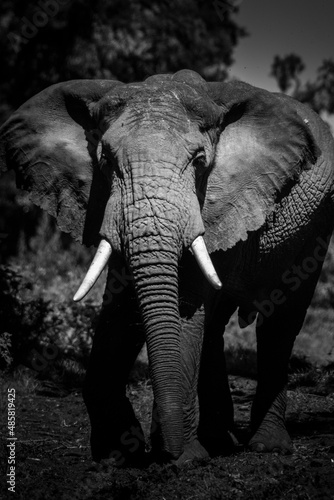 African Elephant  Loxodonta africana  in Aberdare National Park  Kenya