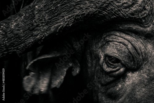 African Buffalo (Syncerus caffer aka Cape Buffalo) in Aberdare National Park, Kenya photo