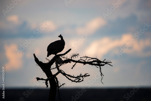 Helmeted Guineafowl (Numida meleagris) at El Karama Ranch, Laikipia County, Kenya photo