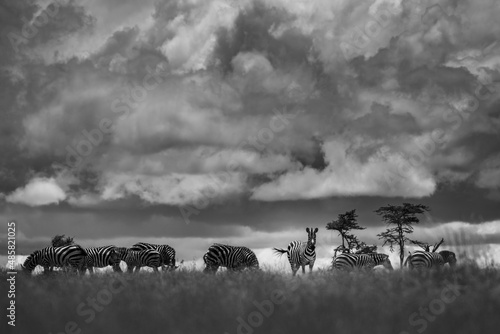 Zebra (Equus quagga) at El Karama Ranch, Laikipia County, Kenya