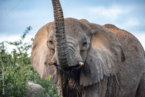 African Elephant (Loxodonta africana) at Sosian Ranch, Laikipia County, Kenya photo