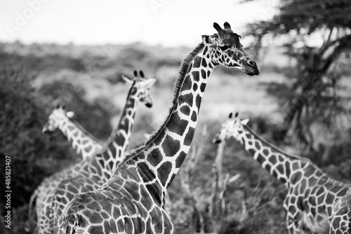 Reticulated Giraffe (Giraffa camelopardalis reticulata) at Sosian Ranch, Laikipia County, Kenya photo