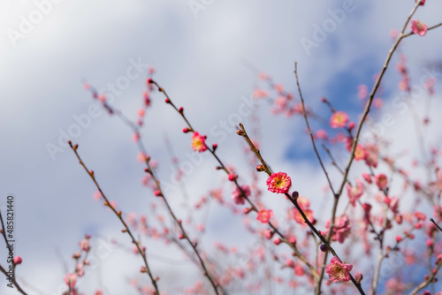 ２月の梅