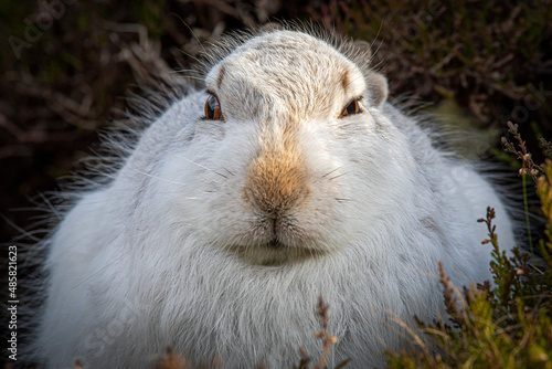 Slika na platnu Mountain Hare in winter coat sleeping on a warm sunny day in the Peak District,