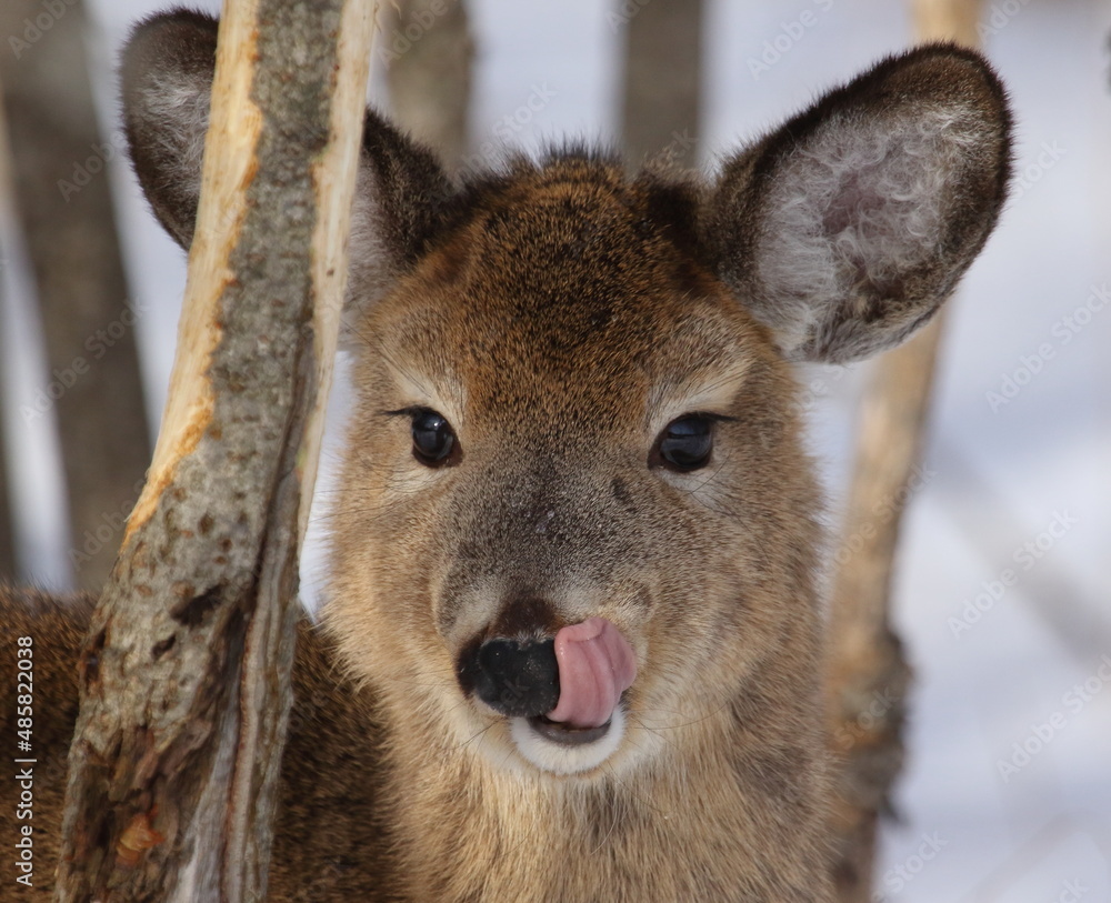 Naklejka premium Jeune cerf de Virginie en situation de survie lors d'un hiver rigoureux au Québec, Canada. Il se voit contraint à manger l'écorce des arbres.
