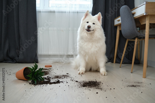 Guilty dog on the floor next to an overturned flower