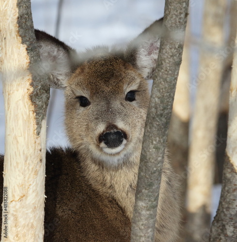 Jeune cerf de Virginie en situation de survie lors d'un hiver rigoureux au Québec, Canada. Il se voit contraint à manger l'écorce des arbres. photo