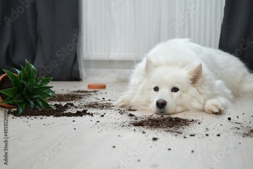 Guilty dog on the floor next to an overturned flower