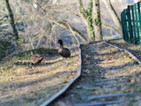 Two duck walking alog a railway.