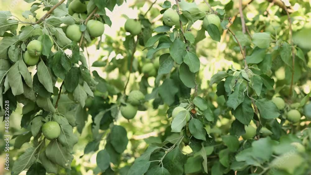 Tree with green apples on branch grown. Organic garden in morning light outdoors, close-up. Taken from hand. Taken from hand. High quality 4k footage Tree with green apples on branch grown. Organic garden in morning light outdoors, close-up. Taken from hand. Taken from hand. High quality 4k footage