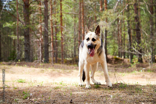 Atypical white Dog German Shepherd in a forest in a summer, spring or autumn day. Albino with white and black fur