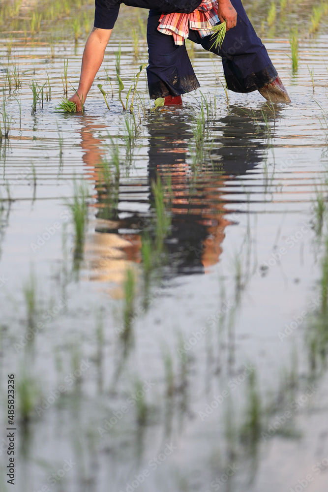 Farmer rice planting on water Farmer rice planting on water