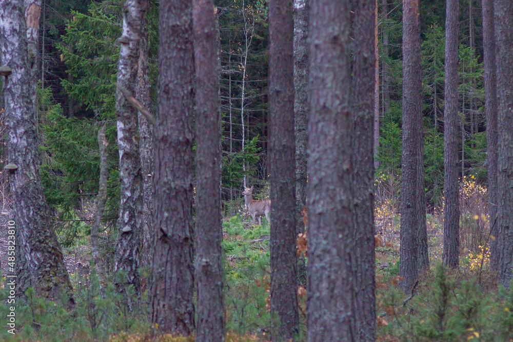 Obraz premium Female Deer in the pine tree forest