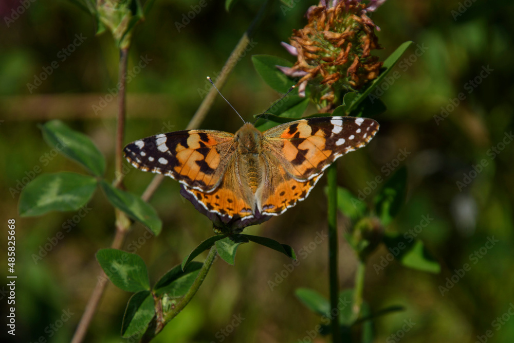Obraz premium Чувства ,эмоции, жизнь