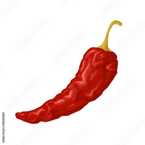 Whole dry pepper chilli. Vector realistic color illustration. Isolated on white