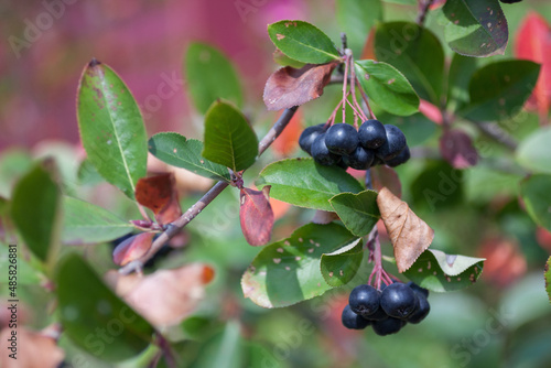 Aronia berries (Aronia melanocarpa, Black Chokeberry) growing in the garden. Branch filled with aronia berries