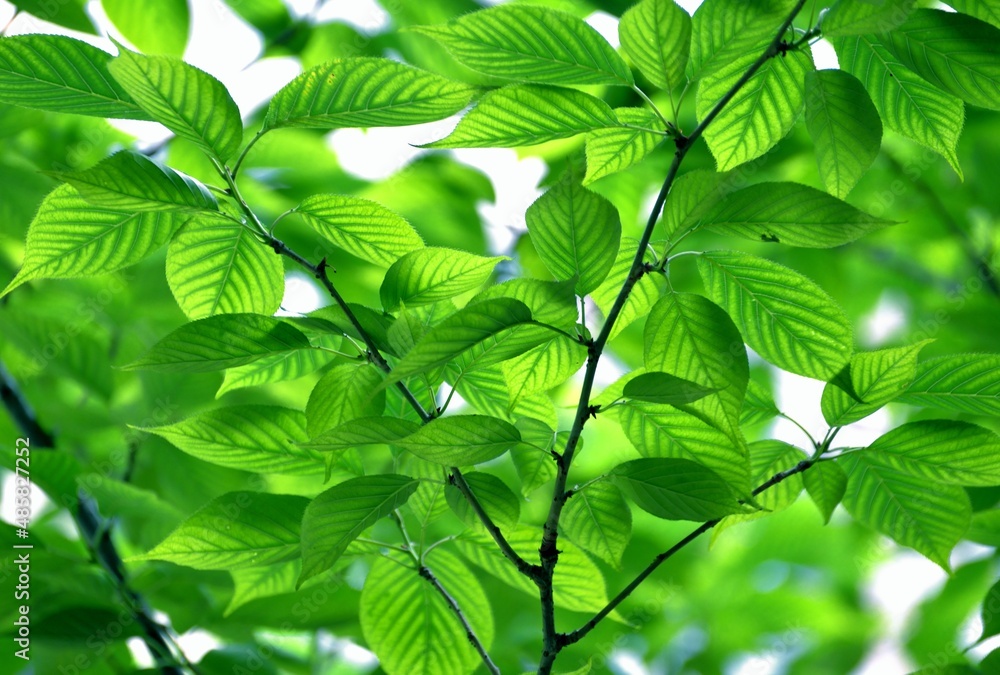 Obraz premium green leaves of a tree