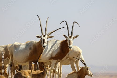 arabian oryx in the desert. High quality photo photo