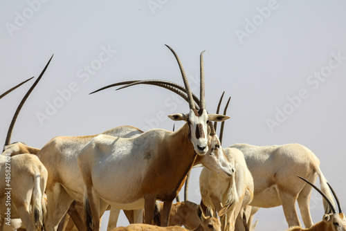 arabian oryx in the desert. High quality photo photo