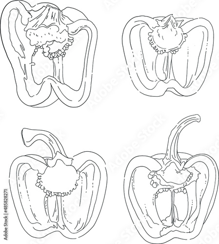 hand drawn set of cut peppers