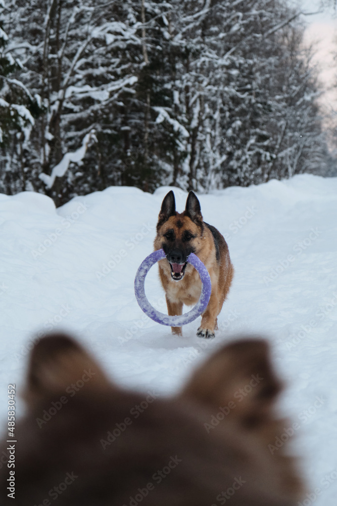 Aussie puppy stands in front and watches friend German Shepherd play. Head with fluffy ears in foreground out of focus. Active and energetic walk with two dogs in winter park. Aussie puppy stands in front and watches friend German Shepherd play. Head with fluffy ears in foreground out of focus. Active and energetic walk with two dogs in winter park.