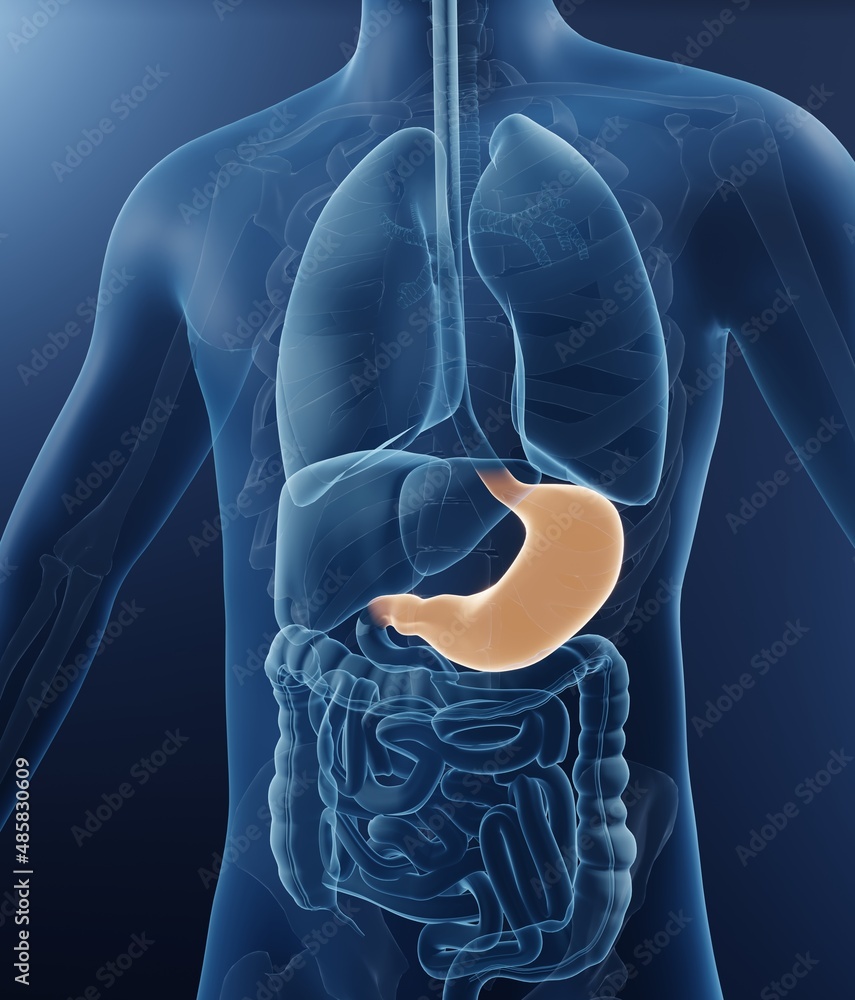 Anatomical illustration showing stomach in human body Stock ... Biology Diagrams