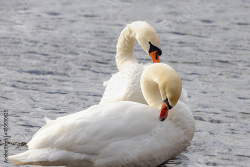 Two white swan in its natural habitat standing on the lake shore and cleaning the feather, Swans are birds of the family Anatidae within the genus Cygnus, Living out naturally.