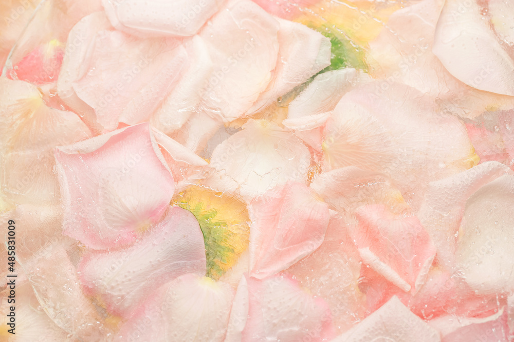 Texture of frozen rose petals in water. Texture of frozen rose petals in water.
