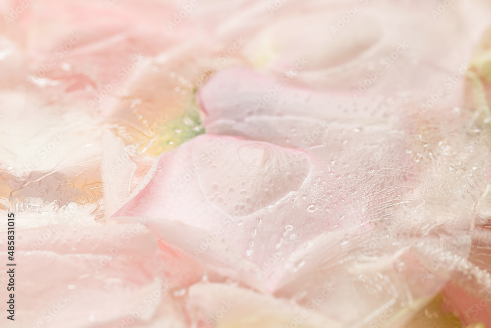 Frozen rose petals close up. Frozen rose petals close up.