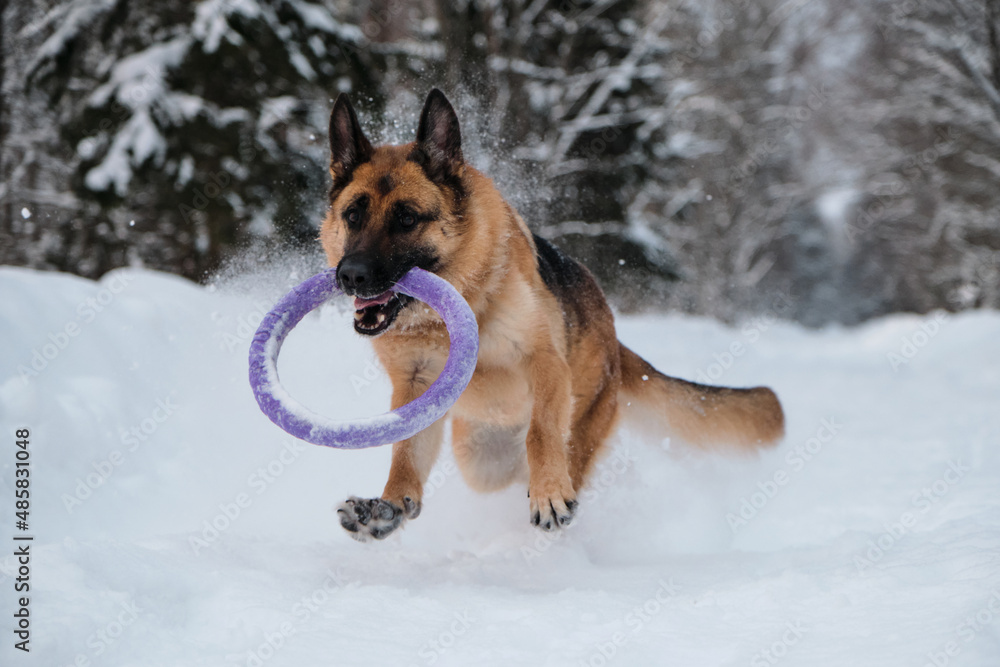 Active and energetic walk with dog in winter park. Outdoor games. Red and black German Shepherd is running fast along snowy forest road with blue round toy in teeth. Active and energetic walk with dog in winter park. Outdoor games. Red and black German Shepherd is running fast along snowy forest road with blue round toy in teeth.