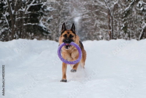 Active and energetic walk with dog in winter park. Outdoor games. Red and black German Shepherd is running fast along snowy forest road with blue round toy in teeth. © Ekaterina