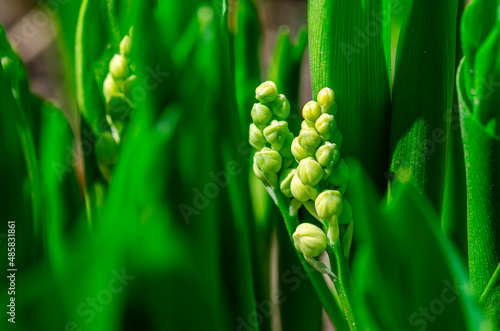 Freshness of spring macro closeup inflorescence of blooming Lily of the valley