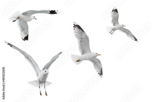 isolierte fliegende Vögel  auf weißem Hintergrund 