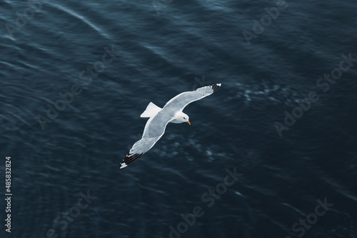 seagull flying over the water surface 